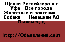 Щенки Ротвейлера в г.Уфа - Все города Животные и растения » Собаки   . Ненецкий АО,Пылемец д.